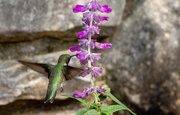 28th Mar 2020 - Hummingbird on Mexican Sage (Salvia)