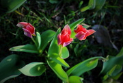 28th Mar 2020 - Tulips in the sun
