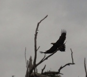 29th Mar 2020 - A Wedgetail Eagle in our front yard!