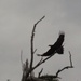 A Wedgetail Eagle in our front yard! by robz