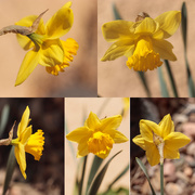 26th Mar 2020 - daffodil