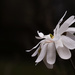 Star Magnolia by lstasel