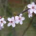 Spring blossom - Lockdown in my garden by judithdeacon