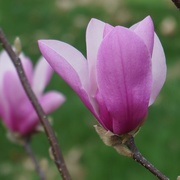 29th Mar 2020 - Magnolia blossoms
