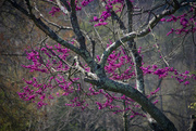28th Mar 2020 - Purple Redbud blooms