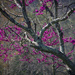 Purple Redbud blooms by randystreat