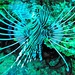 Lion fish 2 by pusspup
