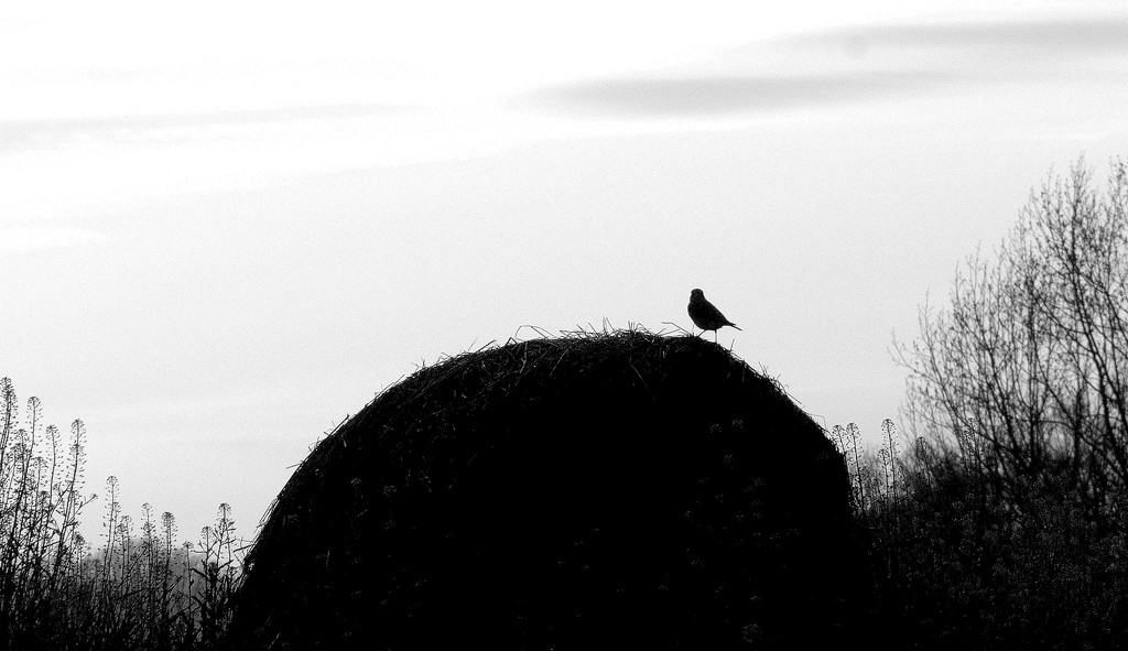 Bird on a Bale by calm