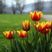 Tulip Time by calm