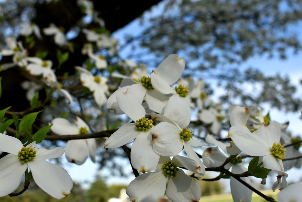 Dogwood in the spring by homeschoolmom
