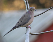25th Mar 2020 - Mourning Dove