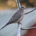 Mourning Dove by cjwhite