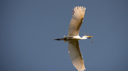 28th Mar 2020 - Got Another Egret Flyover!