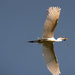 Got Another Egret Flyover! by rickster549