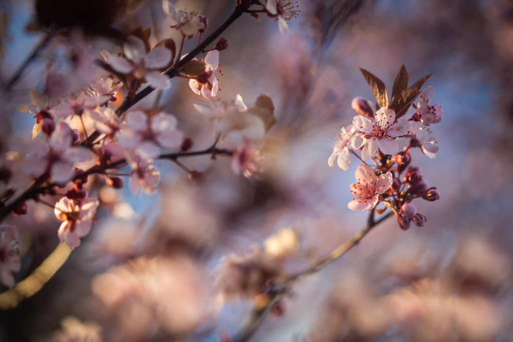 Cherry Blossom by tina_mac