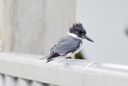 28th Mar 2020 - Belted Kingfisher