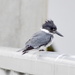 Belted Kingfisher by stephomy