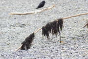 27th Mar 2020 - Seaweed and Crow