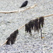 Seaweed and Crow by stephomy