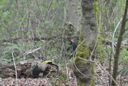 26th Mar 2020 - Piliated Woodpecker