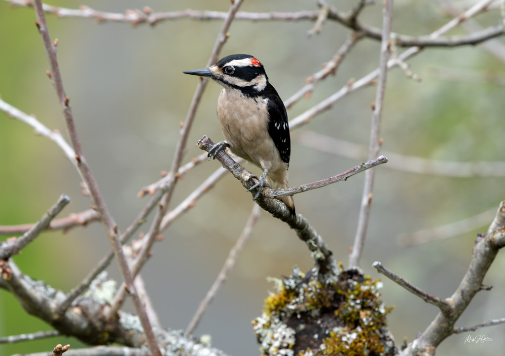 ~ Downy Woodpecker ~ by crowfan