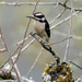 ~ Downy Woodpecker ~ by crowfan