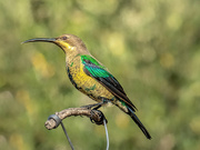 29th Mar 2020 - Malachite Sunbird