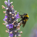 Bee in lavender by maureenpp