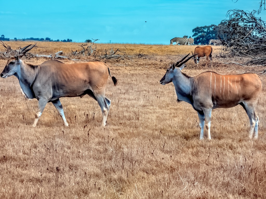Africa's largest Antelope - Eland by ludwigsdiana