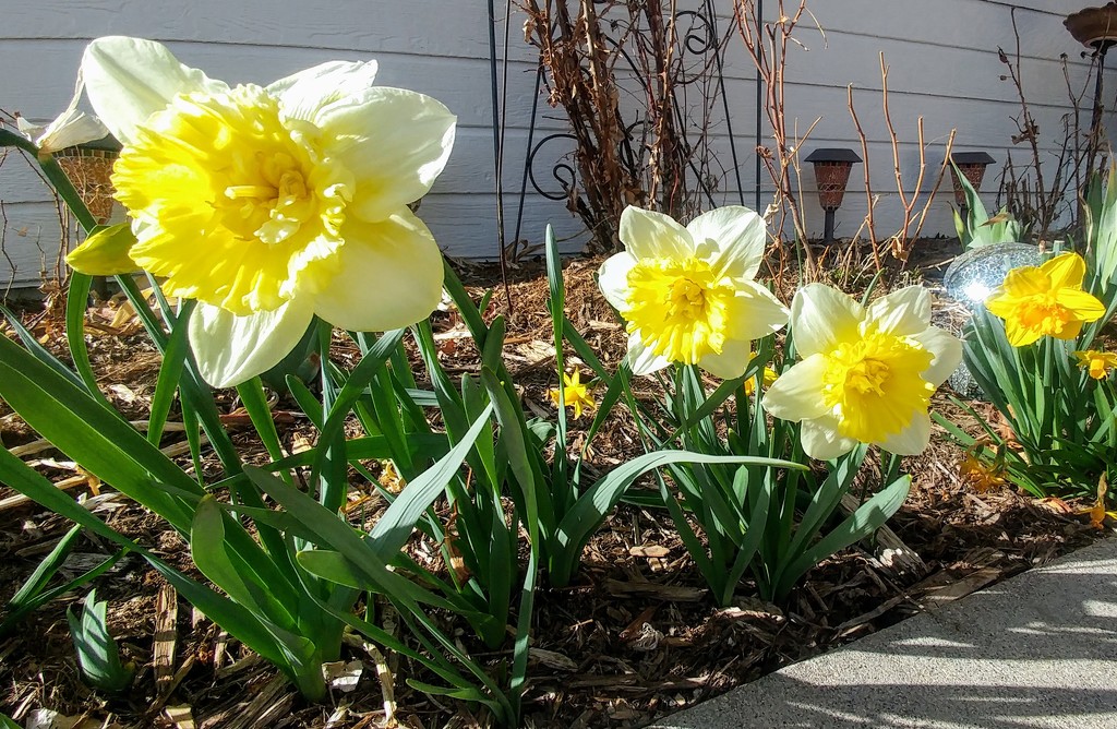 Daffodils by harbie