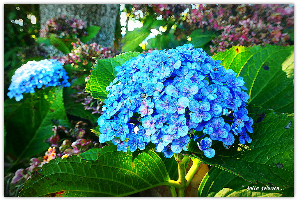 Blue Hydrangea... by julzmaioro