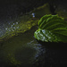 Mint Leaf by kipper1951