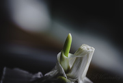 29th Mar 2020 - Veggies-Garlic shoot.