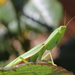 Preying Mantis - 2 by gilbertwood