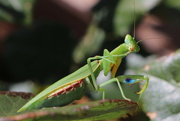 29th Mar 2020 - Preying mantis