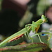 Preying mantis by gilbertwood