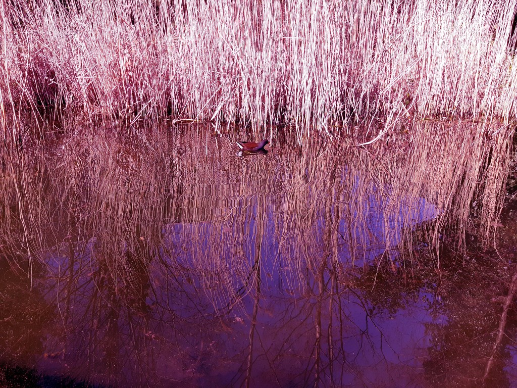 29th March moorhen reeds pink by valpetersen