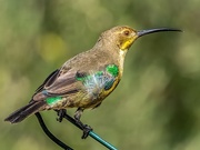 15th Mar 2020 - Malachite Sunbird