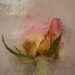 Second Photo Frozen Rose by jb030958