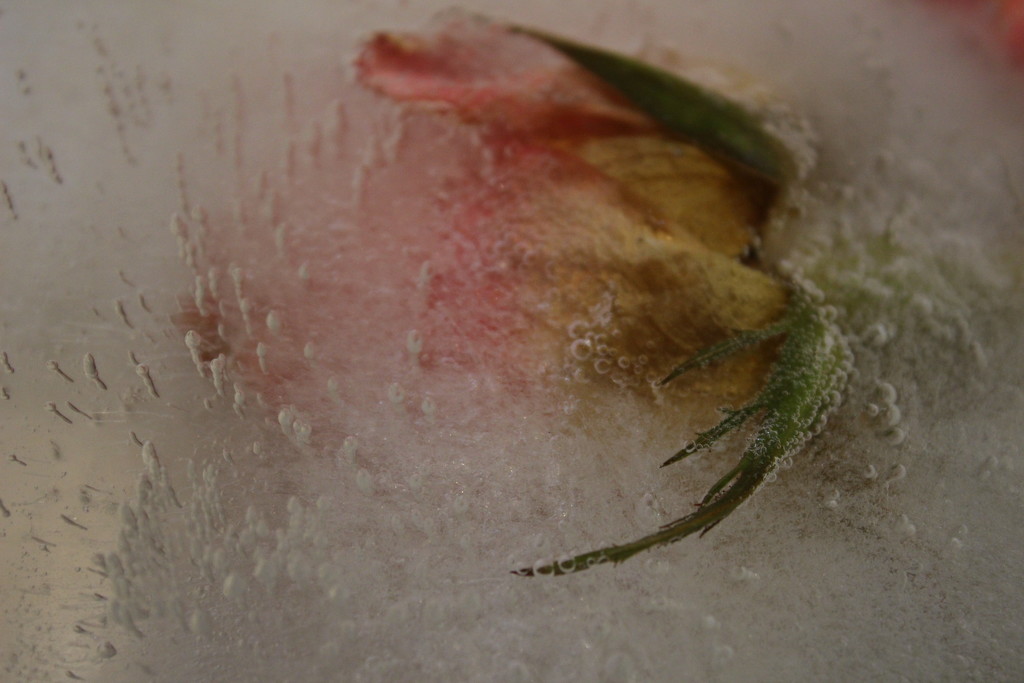 Frozen Rose by jb030958