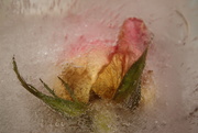 9th Mar 2020 - Frozen Rose