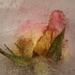 Frozen Rose by jb030958