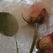 Frozen Roses by jb030958