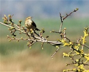 28th Mar 2020 - Meadow Pipit and new buds