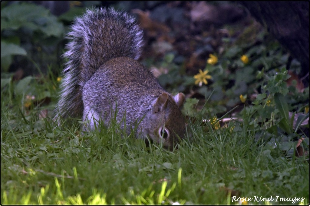 Burying nuts in grass by rosiekind