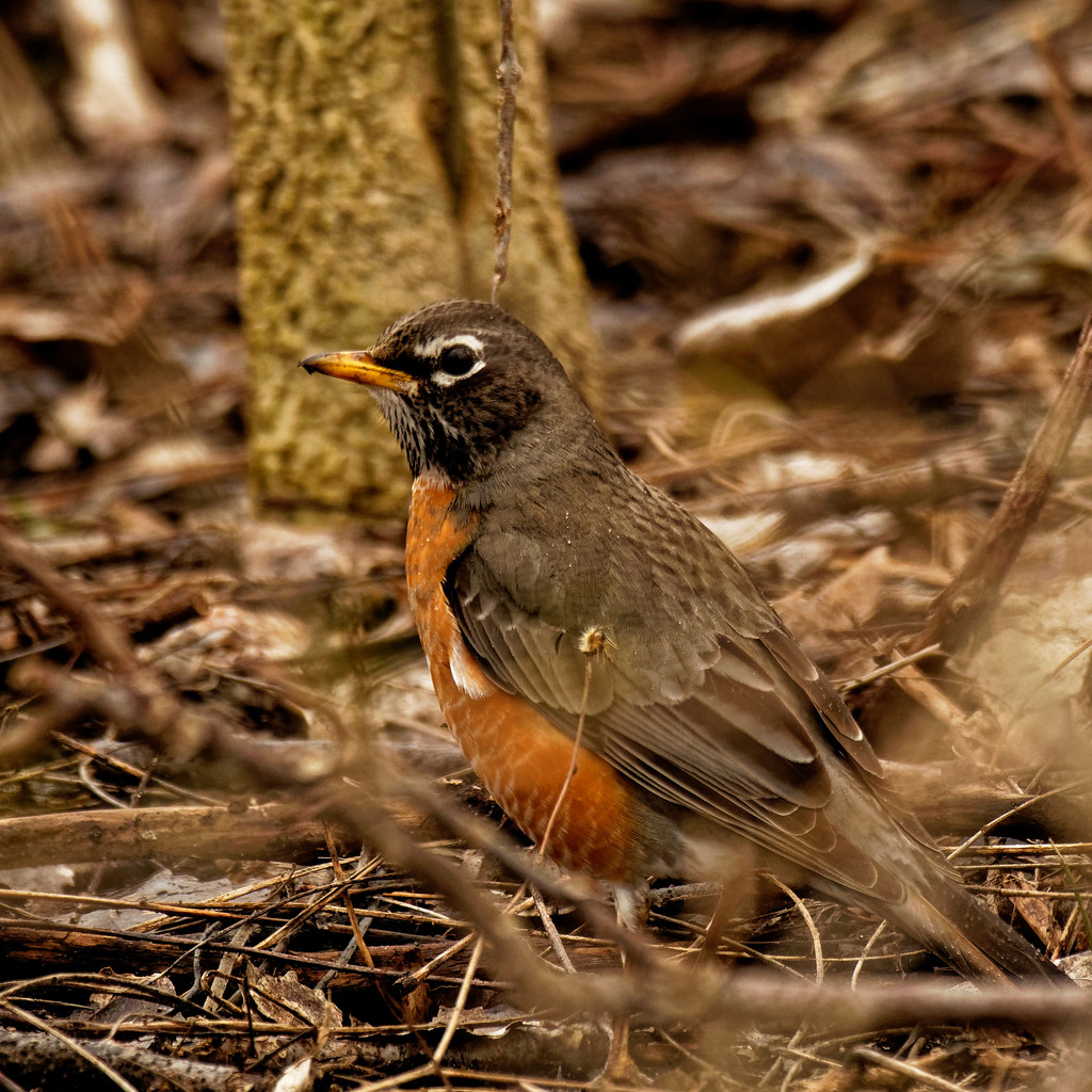 American robin on the ground by rminer