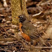 29th Mar 2020 - American robin on the ground