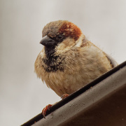 29th Mar 2020 - house sparrow