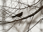 29th Mar 2020 - Red-winged blackbird
