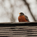 American Robin Rooftop by rminer